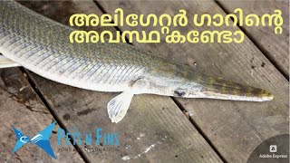 💥അലിഗേറ്റർ ഗാറിന്റെ അവസ്ഥ കണ്ടോ💥