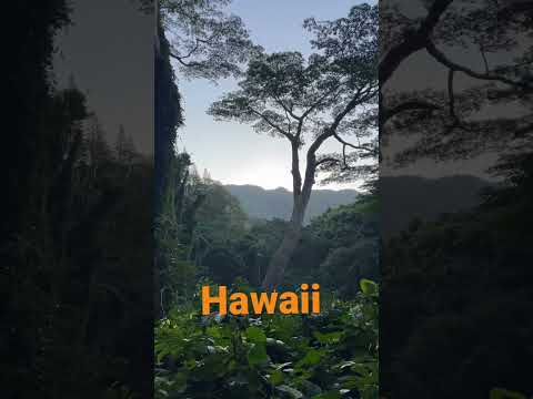 The jungle in Hawaii