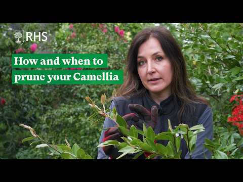 How and when to prune your Camellia | The RHS