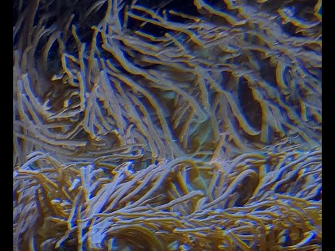 Sandrayati - Instill