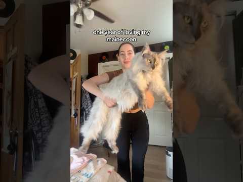 One year of Maine Coon Growth