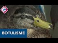 Vogelopvang superdruk met zieke dieren