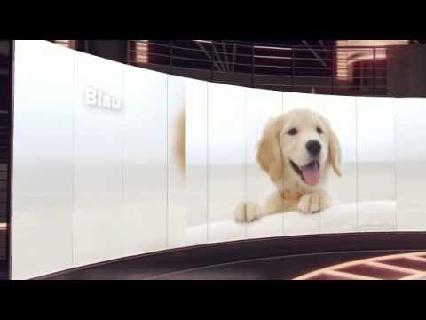 download lagu mp3 mp4 Cute Names For Brown Puppies, download lagu Cute Names For Brown Puppies gratis, unduh video klip Cute Names For Brown Puppies