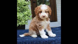 Video preview image #1 Bernedoodle (Miniature) Puppy For Sale in NARVON, PA, USA