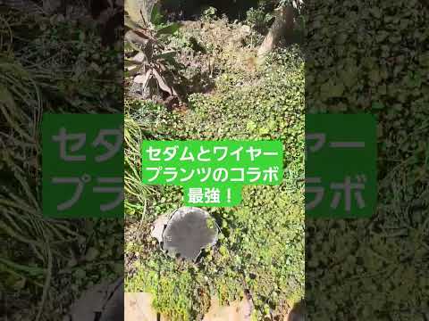 家の前の花壇色とりどりのパンジー ルピナスの多年草