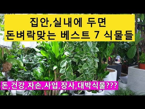 , title : '부자가 되려면 키워야 할, 돈 들어오는 7가지 대박식물!!! (7 Plants That Give You Good Luck)'