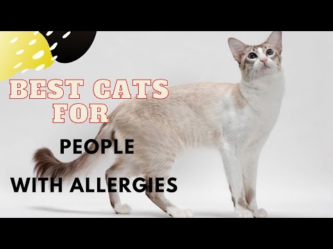 Best Hypoallergenic Cats for People with Allergies