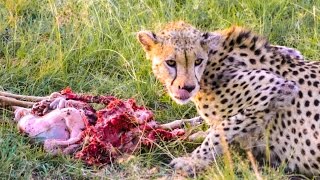 GRUESOME CHEETAH KILL
