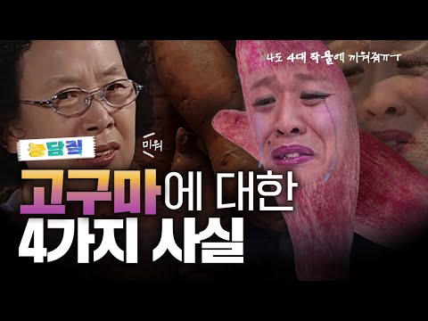 고구마, 당신이 몰랐던 4가지 사실|농담짚