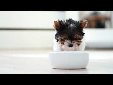 Monge Natural Superpremium Puppy