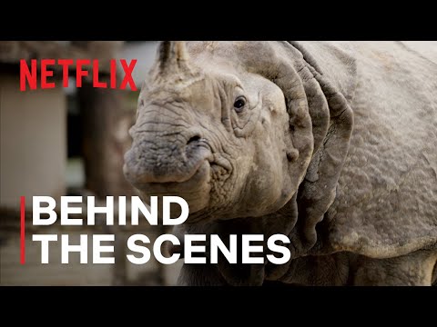 afbeelding Rhinos in the City