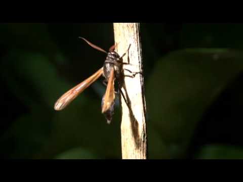 アシナガバチにハチに似たが