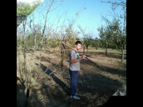 12 ottobre 2017 Pennacchio Agricoltura