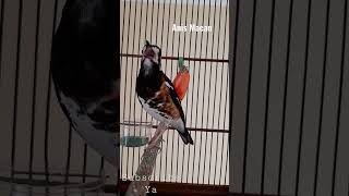 Download lagu BURUNG ANIS MACAN GACOR FULL #shorts #birds #burung #burungindonesia #animals mp3 Download lagu BURUNG ANIS MACAN GACOR FULL #shorts #birds #burung #burungindonesia #animals mp3