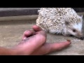 Vicious Hedgehog Attack