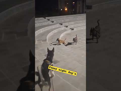 marshal my dog [dutch sheperd] #bollywood #dutch #malinoispower #malinois #dutchsheperd #song