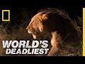 Lioness Vs Hyenas World S Deadliest