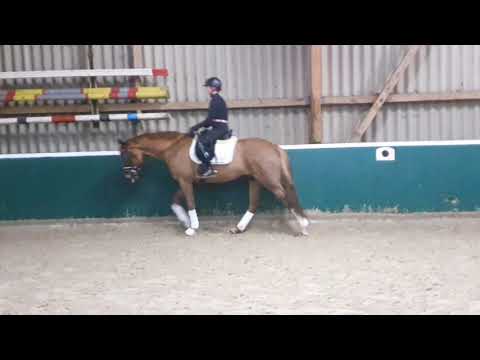 Bon Coeur x Florestan  Stute  erst 4 Wochen geritten!!!