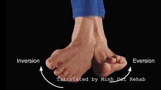 Các cơ vặn trong và vặn ngoài bàn chân