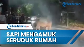Kabur dari RPH Kota Bekasi, Sapi Ngamuk Seruduk Motor & Rumah Warga, Polisi Turun Tangan