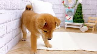 柴犬の動画02