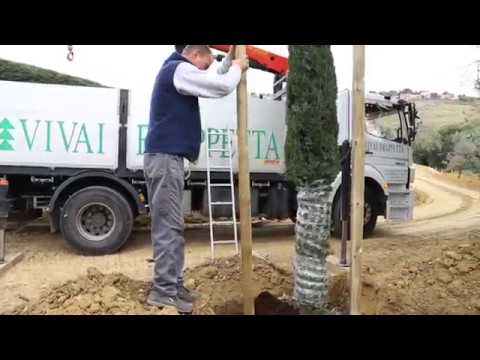 Tecnica di Piantumazione di Alberi di Cipresso (Cupressus sempervirens) - Vivai Frappetta - Roma