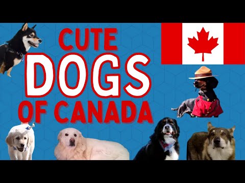 These Canadian Dogs Will Make Your Day || Compilation
