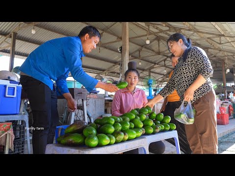 Harvest Avocados, Sell Them At Market, Renovate The Garden | Family Farm 