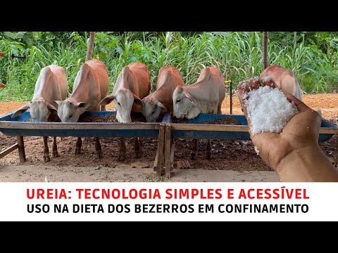 Usamos Ureia na Dieta dos Garrotes do Confinamento/ Proteína de Baixo Custo e Tecnologia Simples