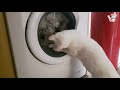Cat Has Fun Playing With A Washing Machine It S Like A Funfair