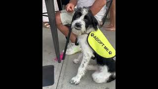 Video preview image #1 Pointer-Unknown Mix Puppy For Sale in Woodbury, NY, USA