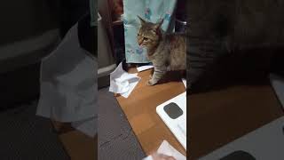ティッシュに少しも興味なしで遊んでくれない野良猫さん。 #猫 #shorts