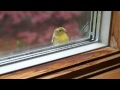 Птичка стучит в окно 
