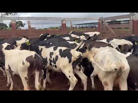 BEZERRAS LEITEIRA EM PIRACANJUBA GOIÁS 