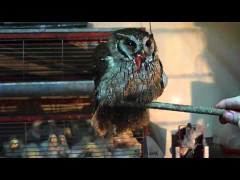 Coruja do Mato Wood Owl last second swallow