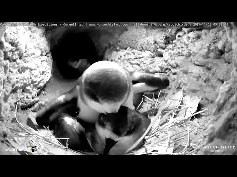 Bermuda Cahows Mate During November Courtship Period – Nov. 5, 2021