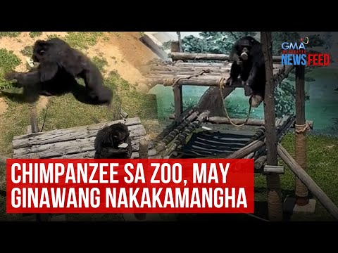 Chimpanzee sa zoo, may ginawang nakakamangha GMA Integrated Newsfeed