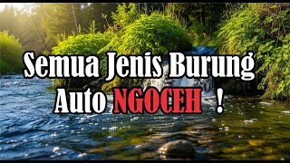 Download lagu 🔴 Suara air sungai untuk terapi burung stress - Relaksasi Burung - Terapi burung macet- AMPUH ❗ mp3