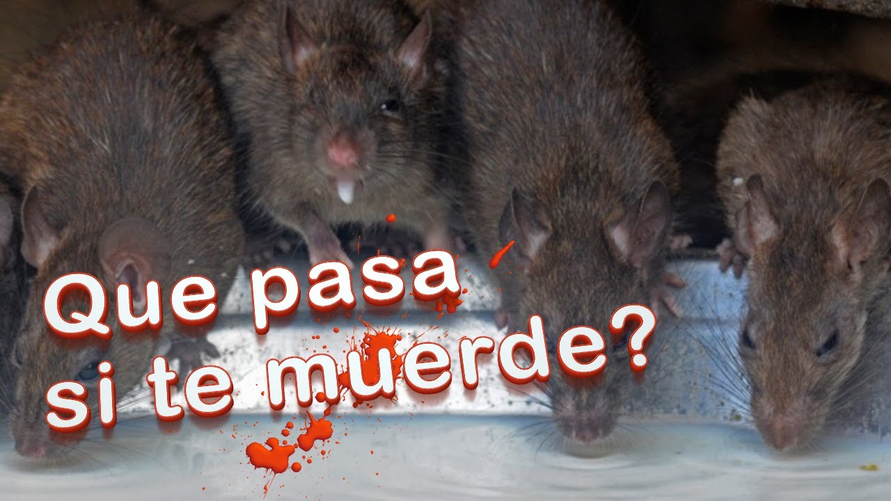 Watch ¿Qué pasa si te muerde una rata #GatiCuriosos Now ¿Qué pasa si te muerde una rata #GatiCuriosos