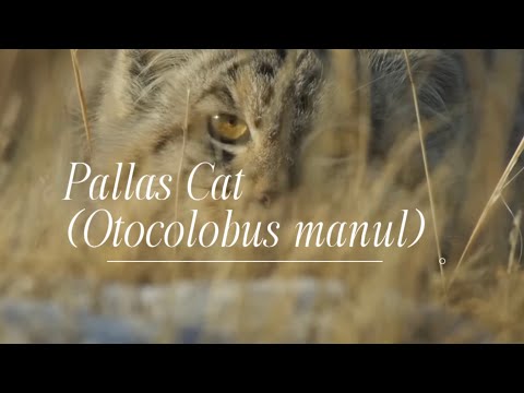 BIO320 Video Presentation (Pallas Cat)