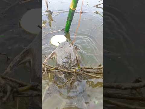 Unique Trapping Fishing System With Kochu Trap #hookfish_traps #rahul fishing vlog #fishing #videos