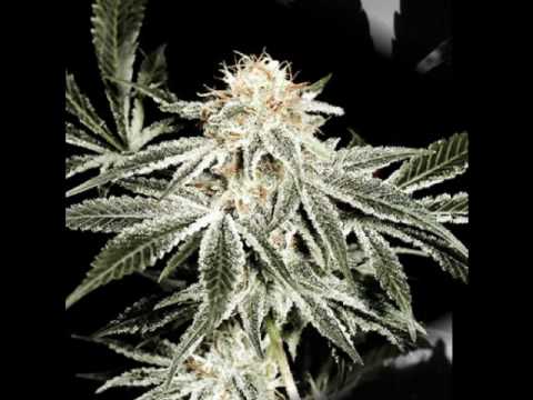 Cutty Ranks  The Stopper