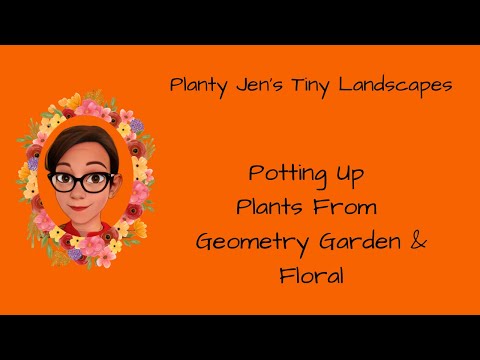 Potting Up Plants From Geometry Garden & Floral