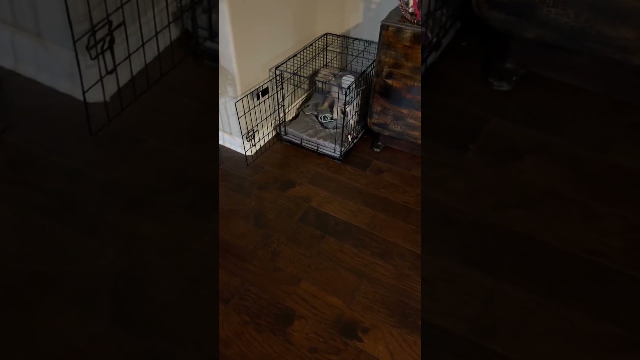 Enlarge Rummy, a ADOPTABLE Yorkshire Terrier in League City, TX video 1/6