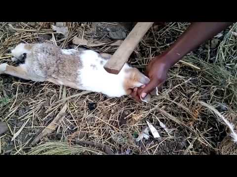 How to slaughter a rabbit (traditional)- Step by Step
