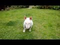 Mini Bulli Paul Im Garten