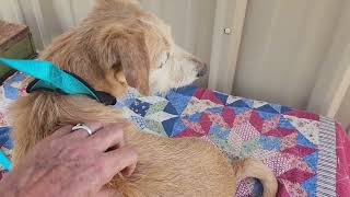 Video preview image #1 Dachshund-Unknown Mix Puppy For Sale in Bandera, TX, USA