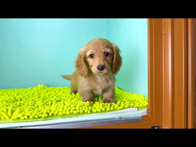 (子犬) 犬種：ダックスフンド・ミニチュア・ロング 女の子 ブリーダー マロニエケンネル　MARRONNIER KENNEL k3975の画像