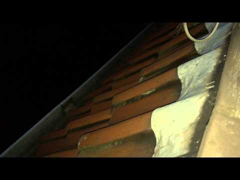 Steinmarder im Innendach "Geräusch" Marder