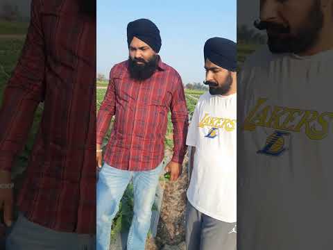 #RUCHA....RUCHA....RUCHA # High yeald variety and actual time for sowing (MANDEEP SHARMA 7876266678)